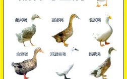 世界著名肉鸭品种有哪些？