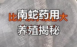 水律蛇种蛇养殖技术有哪些关键要点？