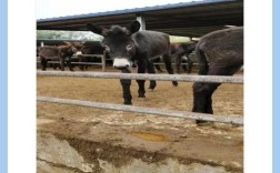 2025驴苗价格会涨还是跌？