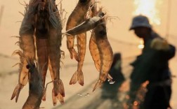 南美白对虾养殖技术员需掌握哪些关键技术？