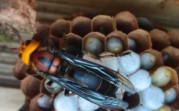 贵州胡蜂养殖技术公开，如何高效养殖？