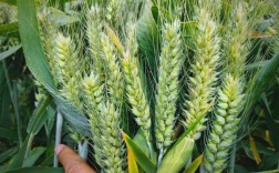 哪些小麦品种属于强劲类型？