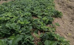 露地草莓怎么种？视频教你关键技术！