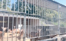 最新鹿舍建设技术图解，关键要点有哪些？