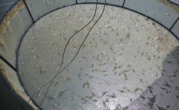 南美白对虾苗淡化技术要点是什么？