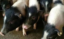 岳阳本地猪种有哪些？