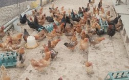 土鸡养殖技术视频哪里能下载？