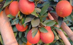奉化血橙是什么品种？