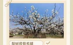 梨树冬季修剪，技术要点有哪些？