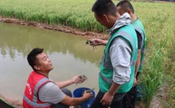 青虾养殖技术有哪些关键要点？