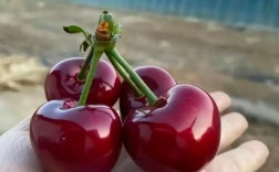 大连樱桃品种哪家强？