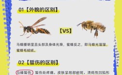 蜜蜂病敌害综合防技术如何有效实施？