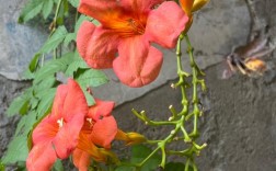 凌霄花哪个品种最好？