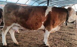 西门塔尔肉牛养殖技术要点有哪些？