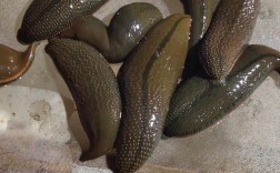 贵州安顺水蛭有哪些品种？