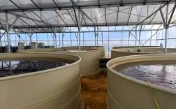 池塘养鱼高产技术有哪些关键要点？