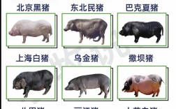 散养猪品种怎么选？