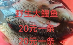 菏泽鲤鱼批发价现在多少？