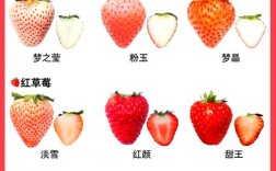 现在那种草莓品种最好