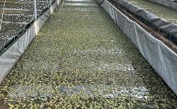 美国青蛙养殖技术视频有哪些要点？