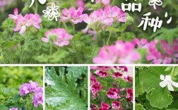 天竺葵品种繁多，常见有哪些？