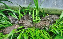 重庆蟾蜍养殖新技术有哪些核心突破？