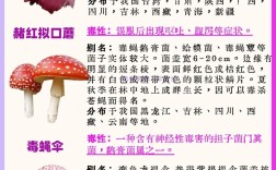 毒蘑菇品种大全图片名称如何辨别有毒？