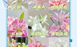 百合花的品种详细介绍
