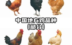 养殖鸡常见品种有哪些？