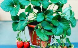 哪种草莓抗病性最强？