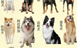肉狗有哪些品种？附图片详解