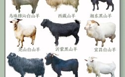 羊的品种 山羊 绵羊