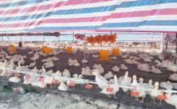 今年大棚肉鸭养殖技术