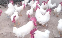 国内高产蛋鸡品种有哪些？