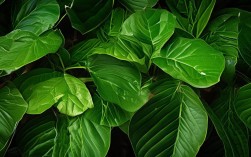 如何高效种植黄花葵？实用技术全解析