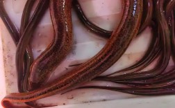 小黄鳝价格一斤多少钱？