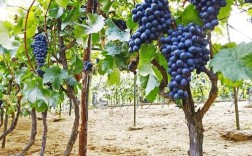 最先进葡萄种植技术有哪些核心突破？
