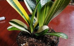 君子兰群兰品种有哪些？