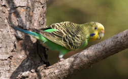 2025年虎皮鹦鹉价格会涨还是跌？