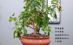 盆景苹果种植技术要点有哪些？