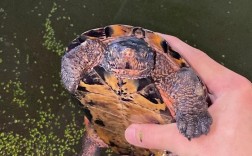 什么品种黑颈龟最贵