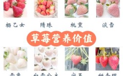 草莓什么品种口感最好？