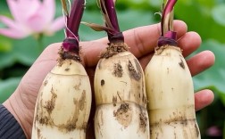 庭院甲鱼莲藕混养怎么管理？