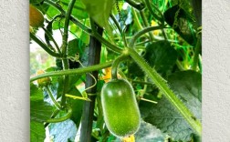 冬瓜栽培技术要点有哪些？