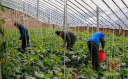 大棚西葫种植视频，关键技术有哪些？