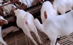 国内山羊品种有哪些？