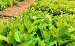 东北五味子怎么种？高产技术有哪些？