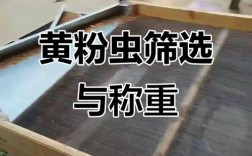 黄粉虫养殖技术39，关键点是什么？