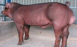 那样品种的猪长得快