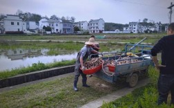 藕鳅套养技术视频，如何实现共生高效？